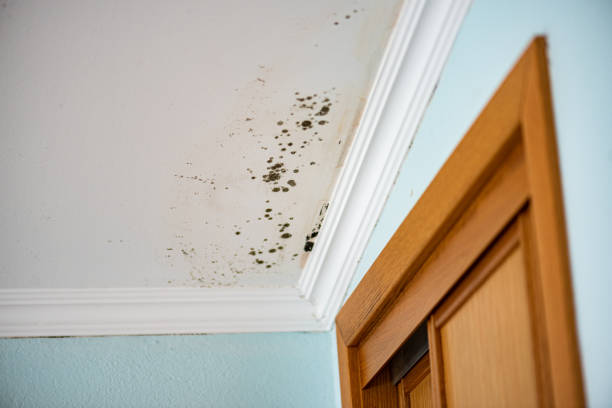 Office Mold Removal Services in Algona, WA