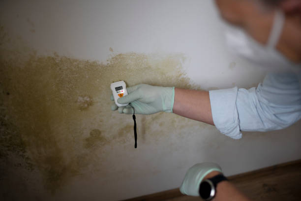 Best Residential Mold Removal  in Algona, WA