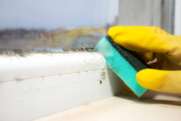 Best Mold Testing and Removal  in Algona, WA