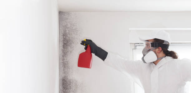 Best Mold Removal Process  in Algona, WA