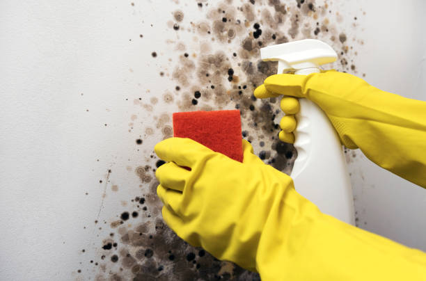 Attic Mold Removal in Algona, WA